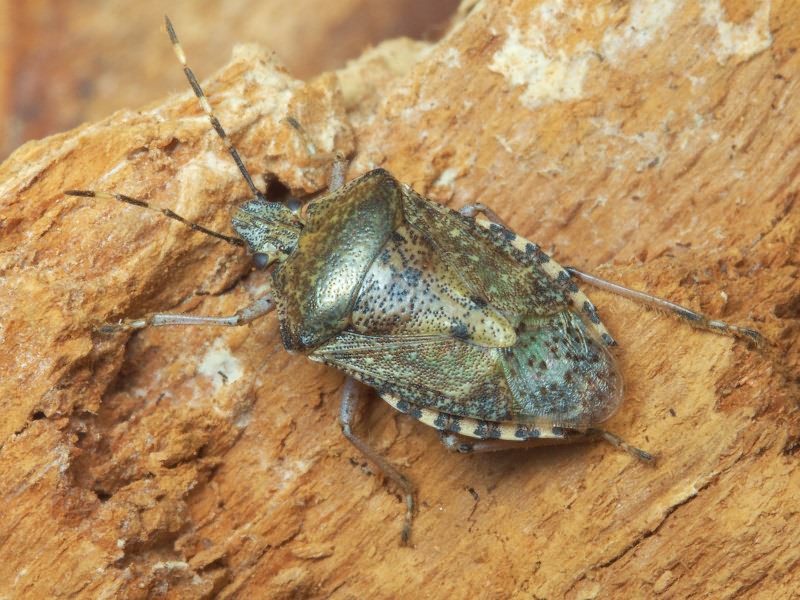 Rhaphigaster nebulosa (Poda, 1761)